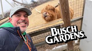 День открытия парка развлечений Busch Gardens Williamsburg! Шотландские коровы, новости Verbolten...