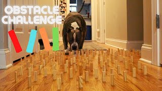 Obstacle Challenge CAT vs DOG | Champ Gio