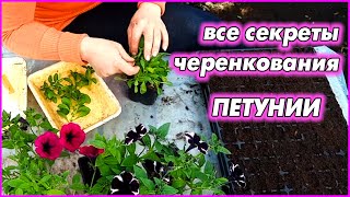 КАК Я ЭТО делаю - открою вам секрет. Робот пылесос ROIDMI EVA