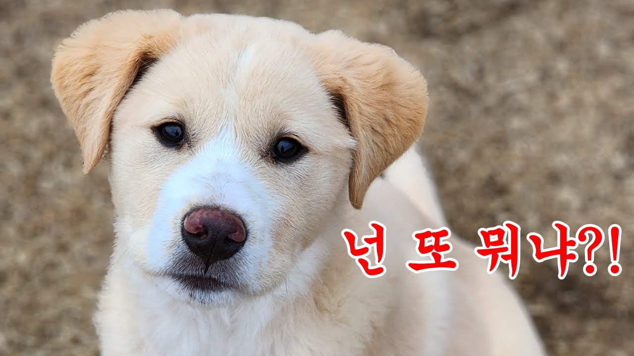 강아지가 집까지 '또' 따라오면 생기는 일