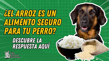 ¿Puedo alimentar a mi perro con arroz todos los días?