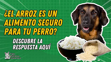 ¿Deben los perros comer arroz todos los días?