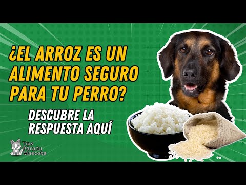 Video: Papa vs arroz en comida para perros