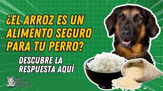 ¿Mi perro puede comer arroz?