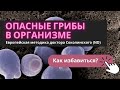 Избавиться от грибов в организме. Нужно 30 дней!