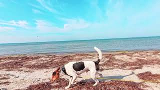 Dog walking on beach in slowmotion (Ace Pro 4K120fps)