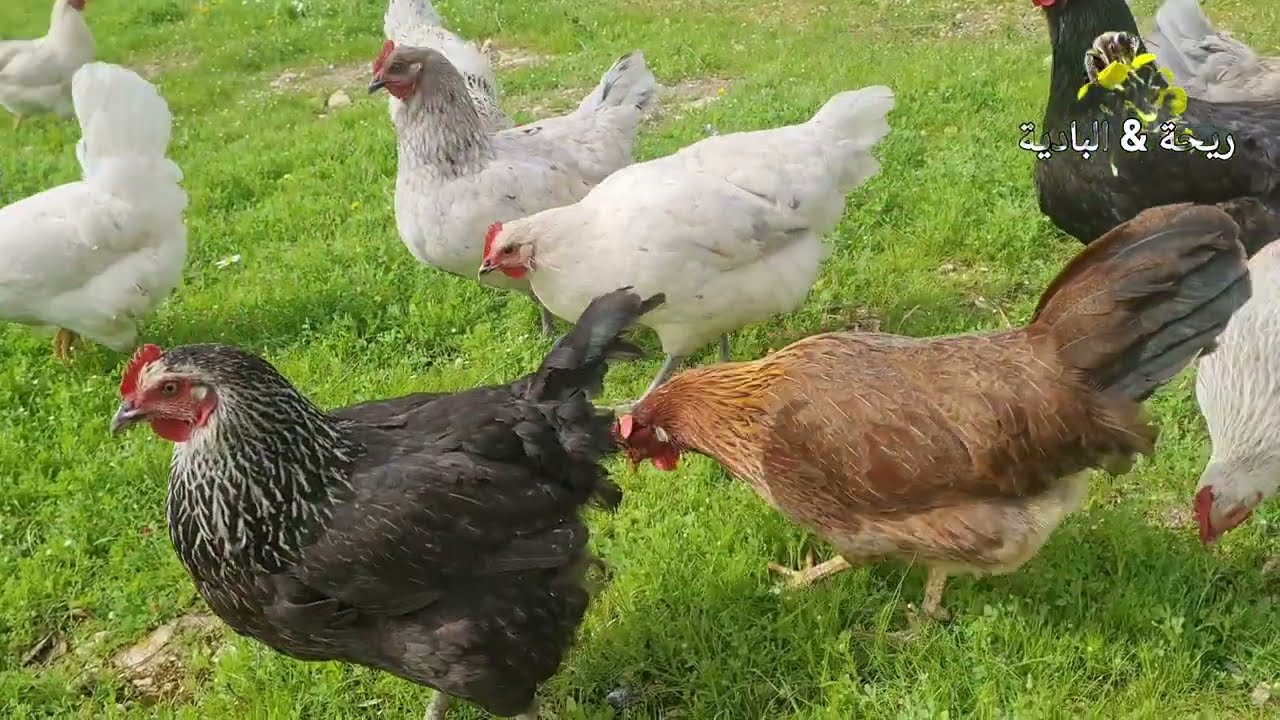 دجاجة تنتج البيض على طول السنة? خطاء يقع فيه المبتدئين 