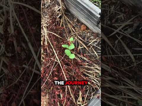Week 1 of growing watermelon #garden #gardening #watermelon