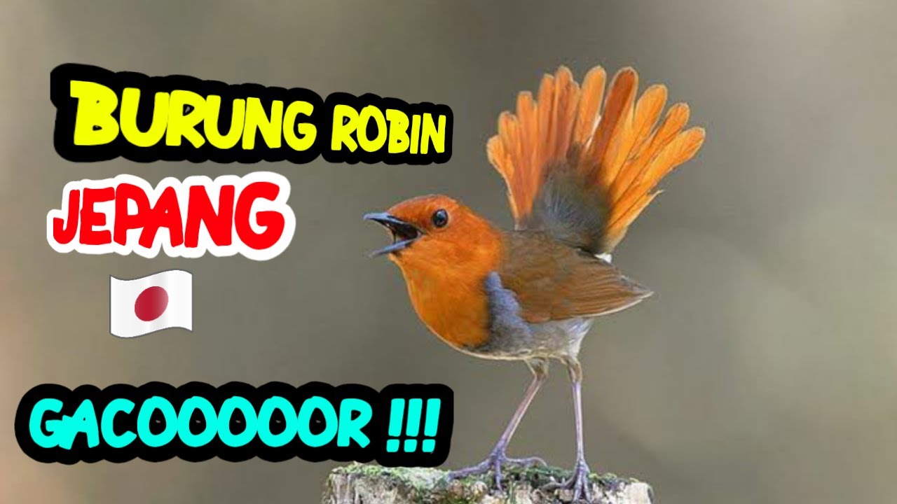 Suara burung robin jepang gacor di alam liar -mantaap !!! 