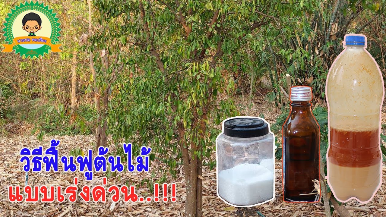 วิธีฟื้นฟูต้นไม้ที่เหี่ยวเฉา แบบเร่งด่วน