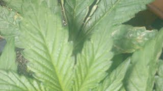 LIVE YOUTUBE GROW ROOM MEDICAL MARIJUANA OMMP