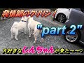 【part2】発情期のクリリン！大好きなしんちゃんが来た～～♡ 　ラブラドールレトリバー　 Labrador Retriever