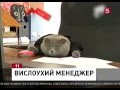 Вислоухий менеджер