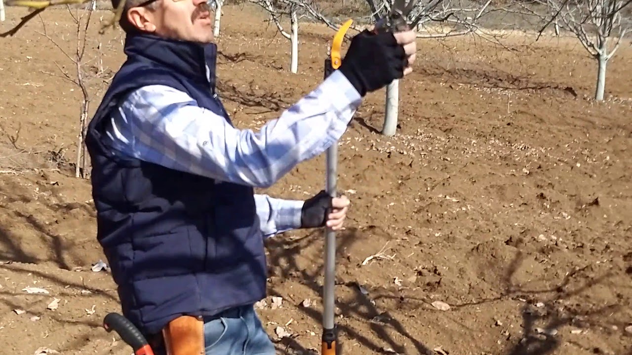 39-Meyveye yatmış Oğuzlar 77 budaması