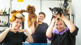 Day in the Life of a Dog Groomer: Episode 6