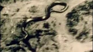 GIGANTIC SNAKE FOUND In INDIA | MONSTER SNAKE EVER In INDIA | REAL WORLD TITAN FOUND