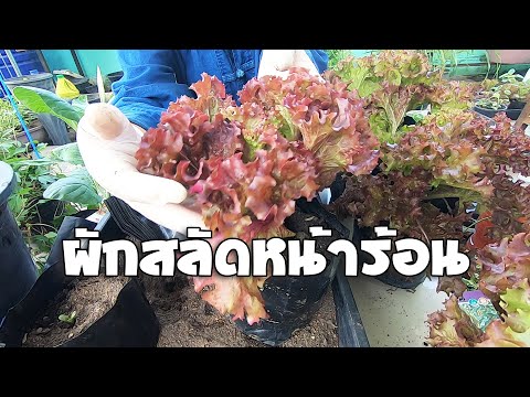 เพาะปลูกผักสลัดในหน้าร้อน แค่ทำตาม ได้กินแน่นอน