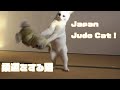 本気で柔道をする白猫が可愛すぎた！おもしろねこ動画 Funny Judo Cat