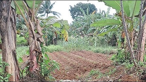 Main ke Kebun di Pagi Hari | Suasana Alam Pedesaan yang Tenang & Asri