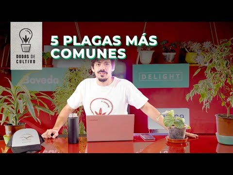 Vídeo: Blanc De Col: Una Plaga Del Jardí