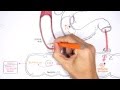 Bilirubin Metabolism - Biochemistry