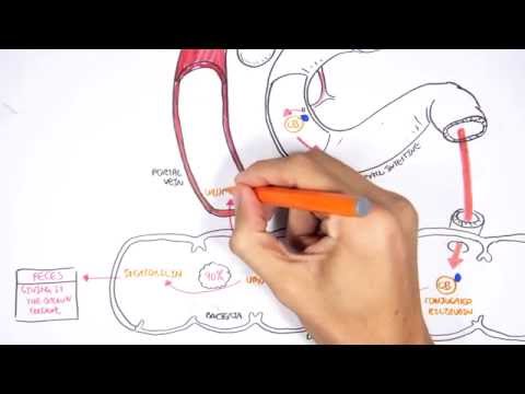 Bilirubin Metabolism