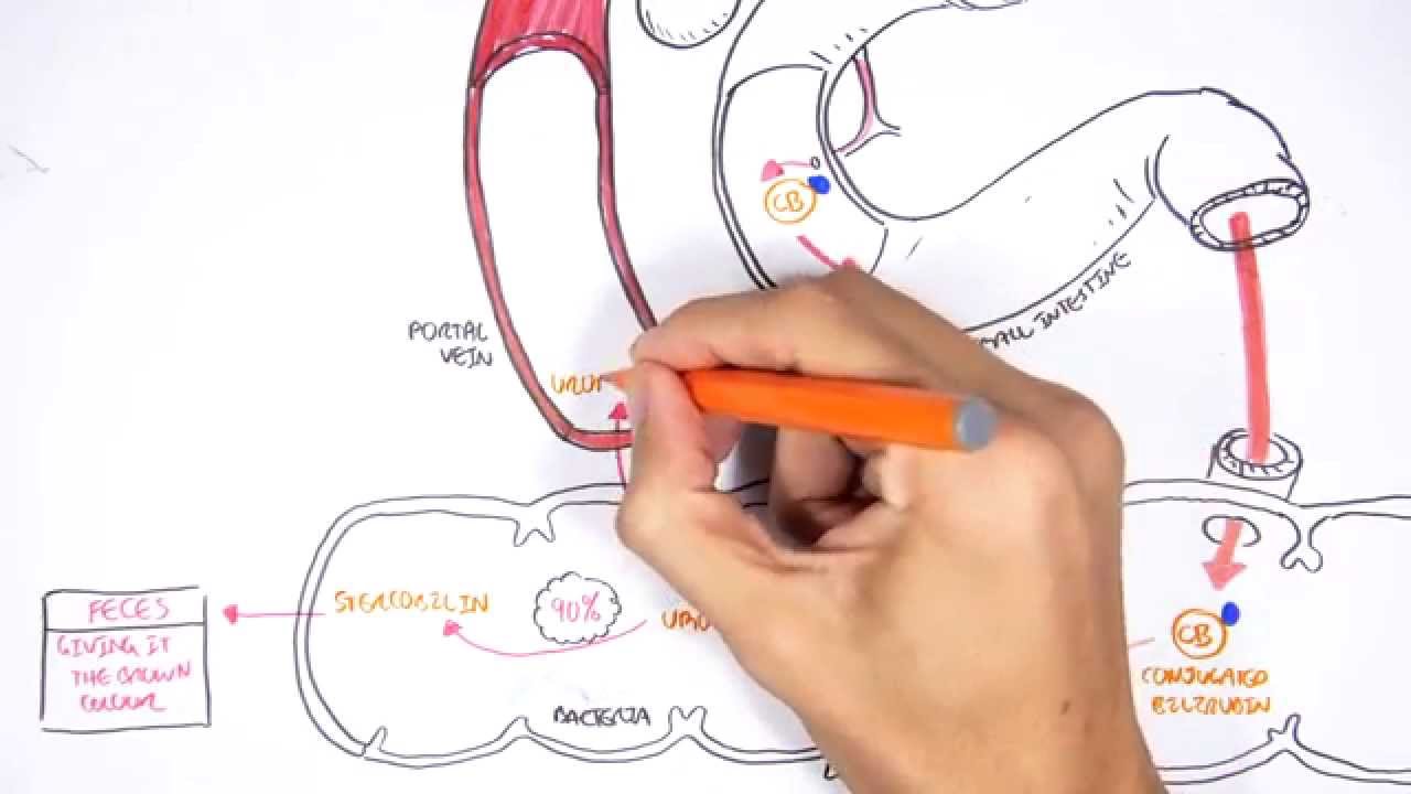 Bilirubin Metabolism Flow Chart