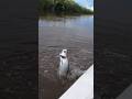 Unforgettable moments#fishing #tarpon #youtubeshorts