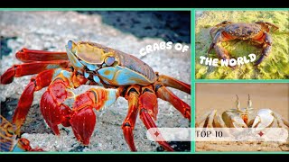 Top 10 Incredible Crabs of the World 🌊