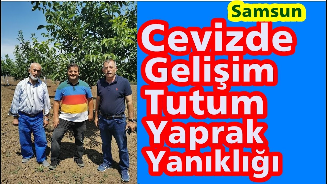 Ceviz Gübreleme Proğramı - Ceviz Ağacını Geliştirmek - Ceviz Tutumu - Yaprak Yanıklığını Önlemek
