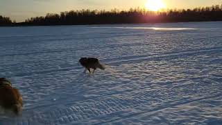 Out on the lake with my shelties.