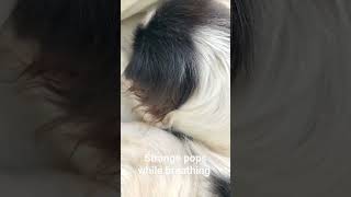 Japanese Chin Dog breathing problem?