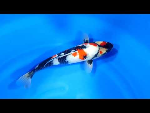 Dainichi Showa