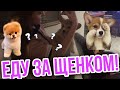 VLOG:ЕДУ ЗА ЩЕНКОМ! ВЫБИРАЮ ЩЕНКА!