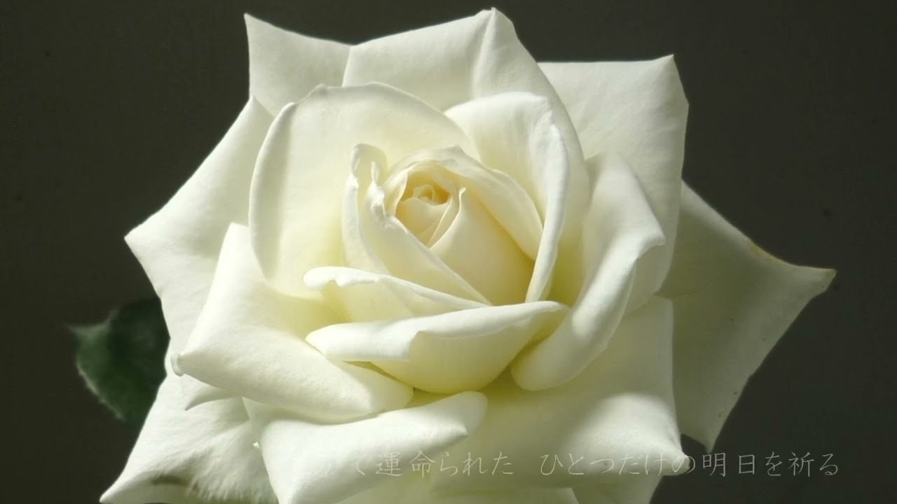 森山良子 - あなたが好きで 【HD】