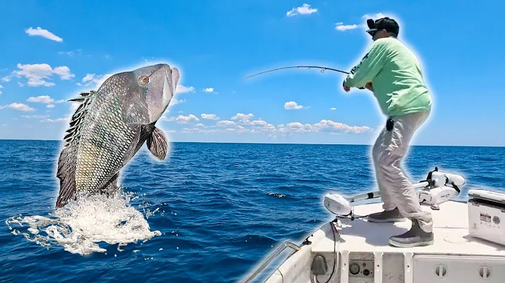 I Was Just Trying to Catch Bait… Then THIS Happened! [Sea Bass vs Red Snapper Taste Test]