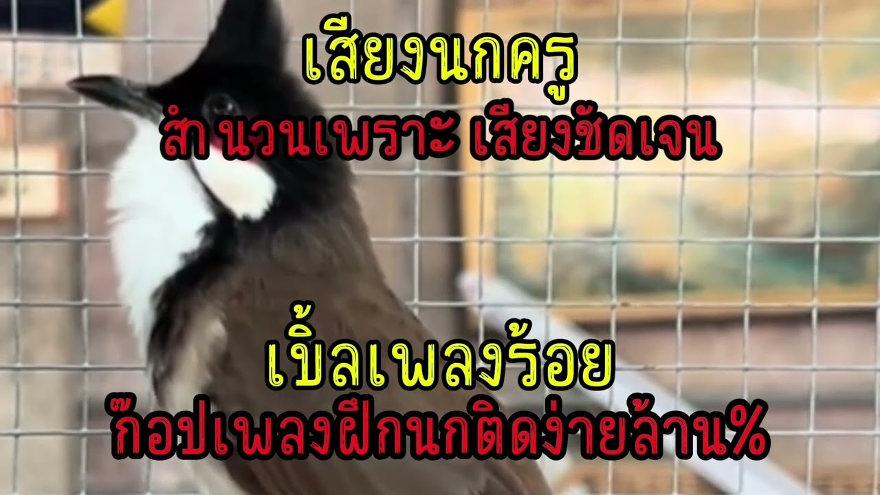 เสียงนกกรงหัวจุก เบิ้ลเพลง100ก๊อปเพลงฝึกนกติดง่ายร้อย% #เสียงนกครู #เสียงนกเบิ้ล