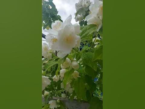 Ароматный жасмин после дождя 🤗 - YouTube