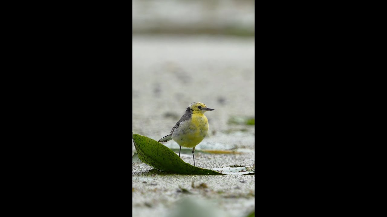 Citrine Wagtail in search of food | Animal Planet 