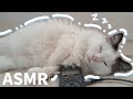【ASMR】絶対にウトウトする😪心地良い白猫のゴロゴロ音🐱🎶【癒やし】