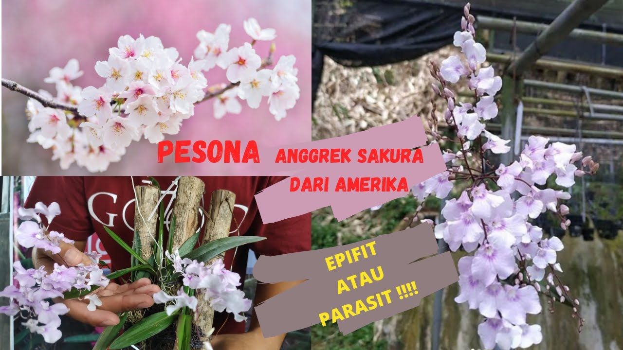 PESONA ANGGREK SAKURA  DARI  BENUA  AMERIKA YouTube