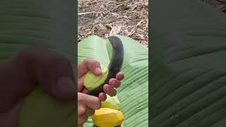 mango eating challenge accepted part 21