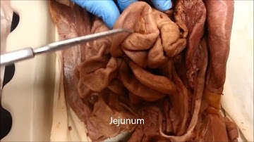 Cat Dissection  Digestive System  Final