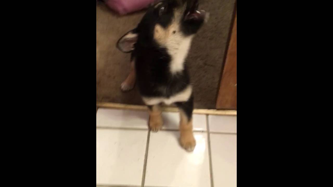 German Shepherd and Husky Mix Puppy's First Attempt To Howl