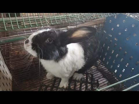 فيديو: إفرازات مهبلية في الأرانب