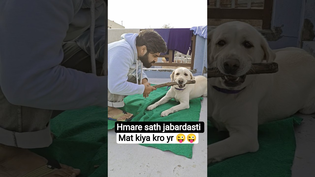 Funny Labrador Day-28 😂 