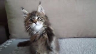 котёнок Мейн кун Nebraska Big Paw*Ru (2 мес.20 дней) котёнок Мейн кун Nebraska Big Paw*Ru (2 мес.20 дней)