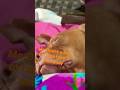 BaileytheRedNosePitbull HilariousShorts PetLovers SleepPatterns EarPerkUp Baileygang mp3