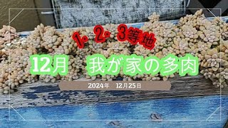 【多肉備忘録】0253　12月の我が家の多肉～1・2・3等地～