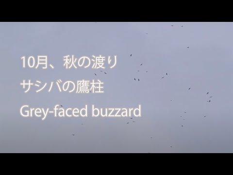 【10月、秋の渡り】サシバの鷹柱 Grey-faced buzzard